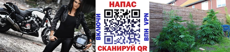 Шишки марихуана Amnesia Северск